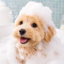 わんちゃんシャンプー